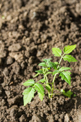 planting tomato seedlings