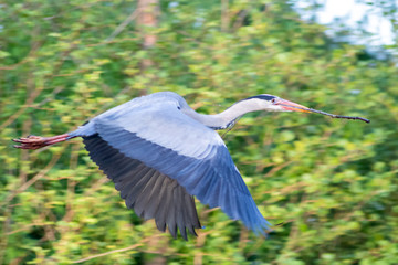 Fliegender Graureiher mit Nistmaterial im Schnabel fliegt zu seinem Nest um zu brüten