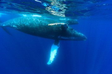 小笠原の青い海を泳ぐザトウクジラの親子