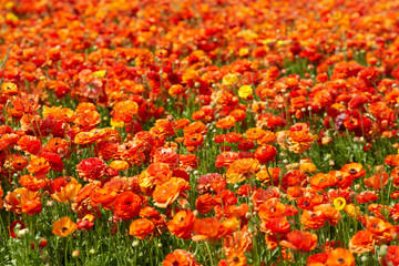 yellow and orange ranunculus field in Israel. Persian buttercup blooming flowers.