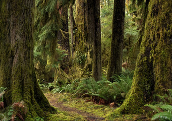 Bogachiel Trail, Olympic National Park, Washington