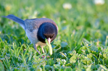 Spent a morning watching all the waterfoul go about their waterfoul business
