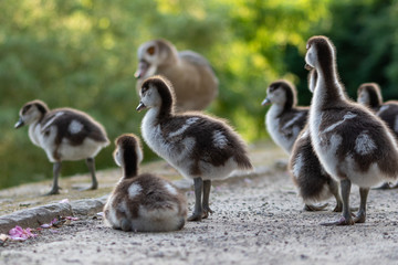 Schar junger Nilgansküken mit Muttervogel in einem sonnendurchfluteten Park