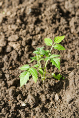 spring planting of tomato seedlings