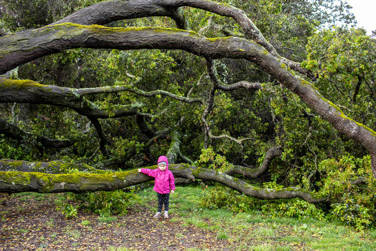 A preschool aged girl standing next to a large fallen tree after a rain storm.