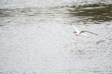 Spent a morning watching all the waterfoul go about their waterfoul business