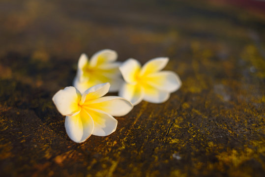 White plumeria flowers at the stone walk way in sunset light. Free copy space.