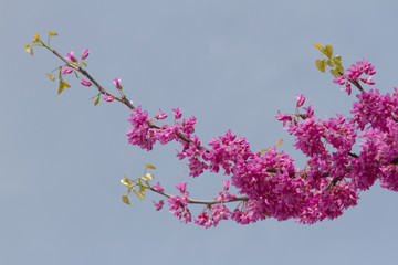 The branch of the Judean tree