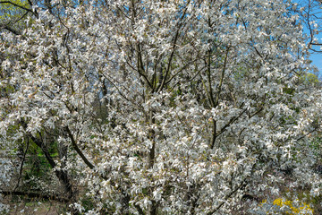  White magnolia bloom in the park on a spring sunny day