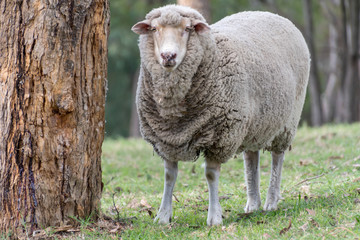 Sheep in Rural Paddock