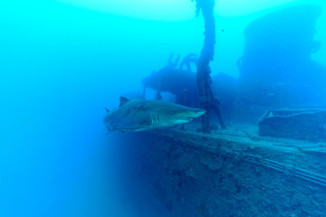 Naklejka na ściany i meble 小笠原の沈船　特殊潜航艇の周りを泳ぐサメ　シロワニ