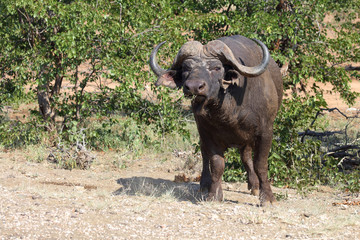 Kaffernbüffel / Buffalo / Syncerus caffer