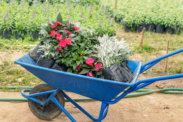 Phlox flowers and Dusty miller in plastic pots and wheelbarrow in flower garden