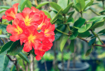 Close up of bright Red yellow Rhododendron flower blooming in spring time (Ericaceae)