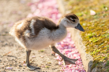 Niedliches Nilgansküken frisst rosa Blütenblätter im morgendlichen Sonnenschein in einem Park