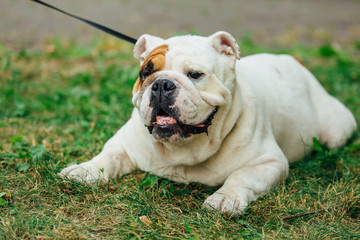 White english bulldog lays on the grass in a park