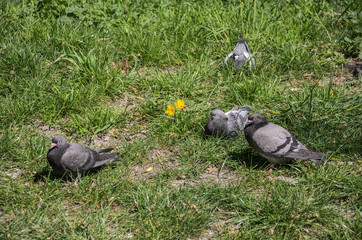 Fototapeta premium Pigeons are sitting in the grass basking in the sun