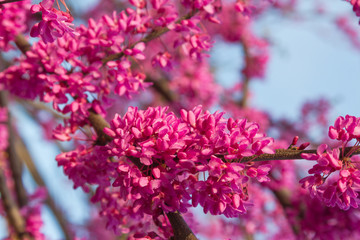 The branch of the Judean tree