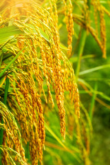Close up of golden ear of rice getting ripe on paddy rice field