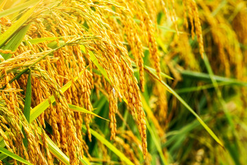 Close up of golden ear of rice getting ripe on paddy rice field