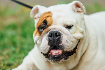 White english bulldog lays on the grass in a park