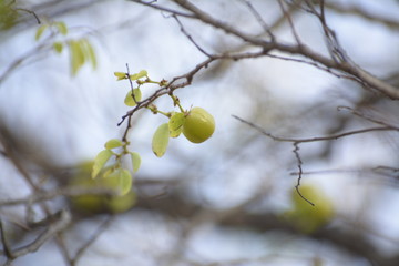 Goose Berry @ Kuntala Waterfalls