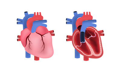 Human heart anatomy,  Educational diagram showing blood flow with main parts labeled.