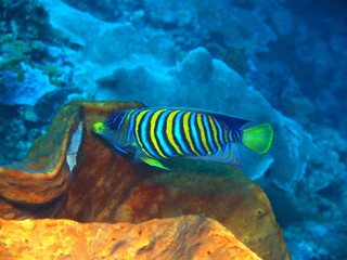 The amazing and mysterious underwater world of Indonesia, North Sulawesi, Bunaken Island, coral fish