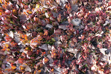 colorful autumn leaves nice background