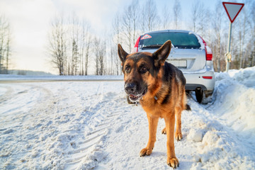 Dog German Shepherd near car during travel in a winter