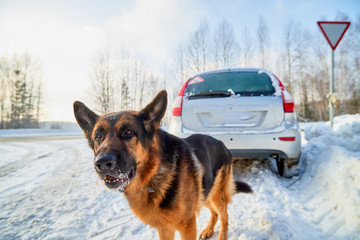 Dog German Shepherd near car during travel in a winter