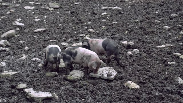 Saddleback piglets playing in a muddy pig pen in Cornwall, England, UK