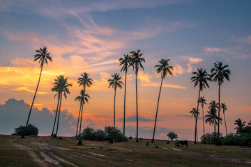 Obraz premium Close nature background of Twilight morning light, colorful, atmosphere surrounded by trees (coconut, green meadow), fresh air, seen during travel 