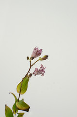 Obraz na płótnie Canvas Tricyrtis Flowers on white background