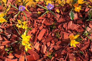 The first spring flowers in a flowerbed in a garden or park surrounded by decorative red wooden sawdust.