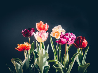 Colorful tulips bouquet on dark background