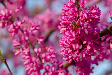The branch of the Judean tree in bloom