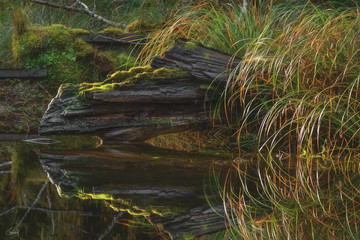 Reflections in a woodland pond, Bogachiel Valley, Olympic National Forest, Washington