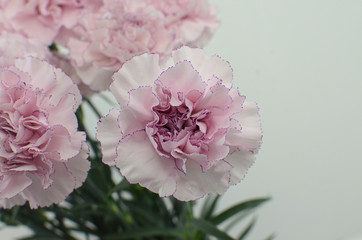 Beautiful pink carnation flower isolated on white background