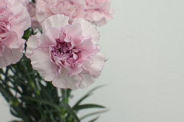Beautiful pink carnation flower isolated on white background