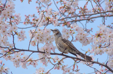 桜とヒヨドリ
