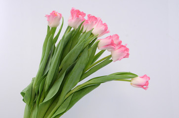 Pink tulip crown of dinasty flower on white background