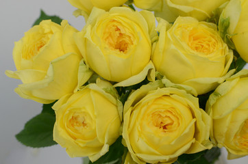 Yellow rose memory lane on white background