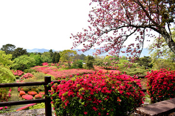 伊豆小室山のつつじ