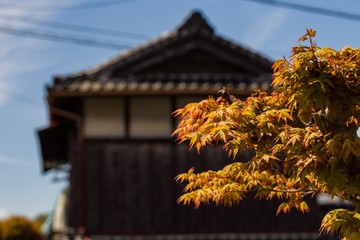 Maple tree in Osaka, Japan.
