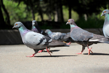 doves treading in the park