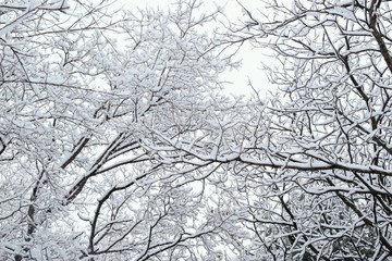 Black and white winter. Snow-covered tree branches.
