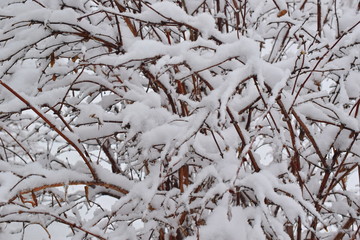 Honeysuckle bush covered with snow. Close-up.
