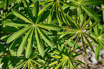 Garden perennial plant oleander closeup.