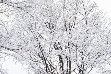 Winter decoration of the tree. Trees after snowfall. Snow-covered branches against the white sky.